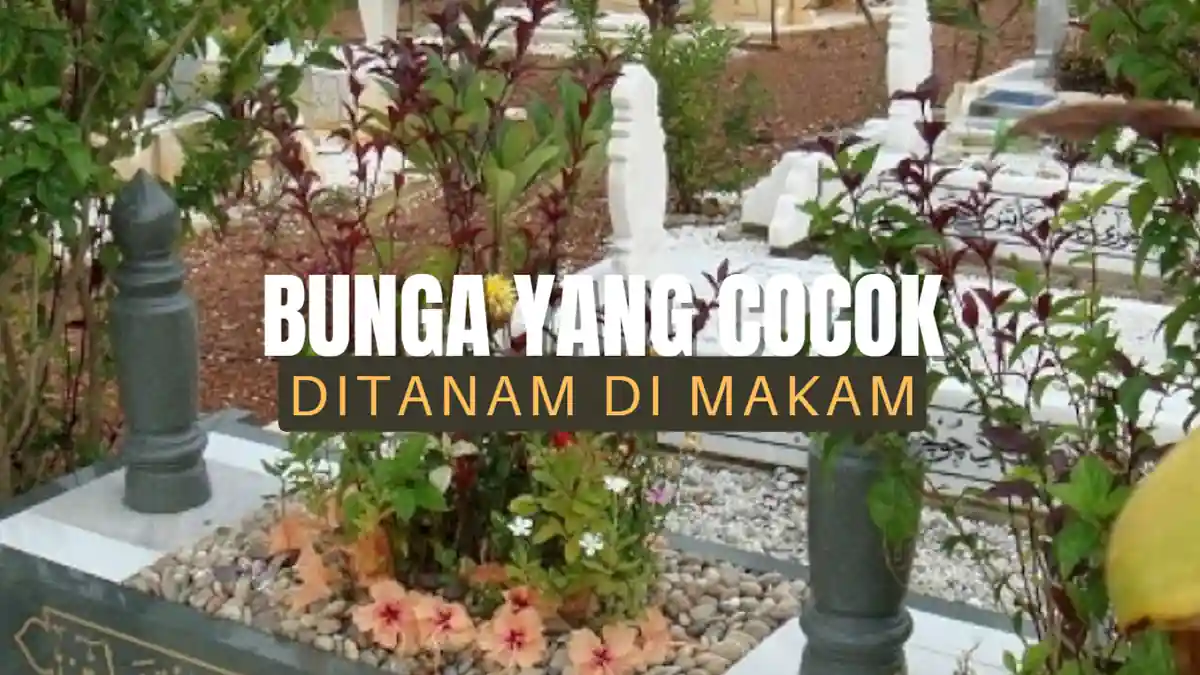 Bunga yang Cocok Ditanam di Makam