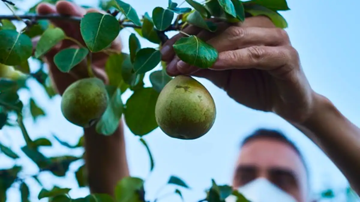 Hukum Memakan Buah yang Tumbuh di Kuburan Menurut Islam