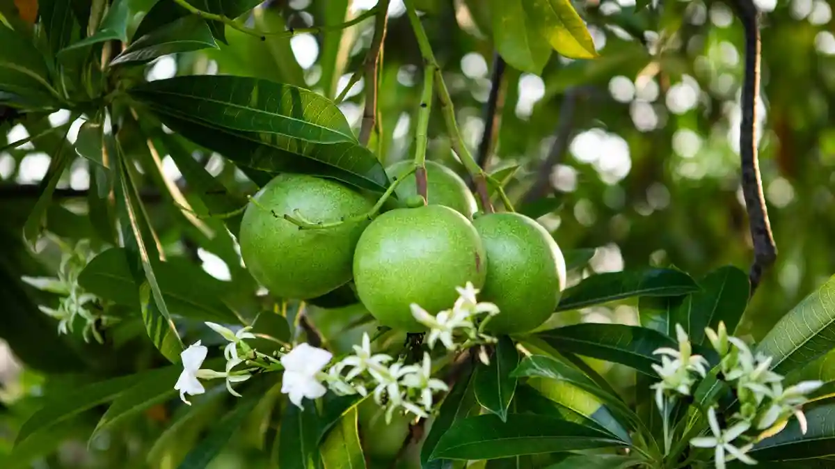 Status Pemilik Buah yang Tumbuh di Kuburan